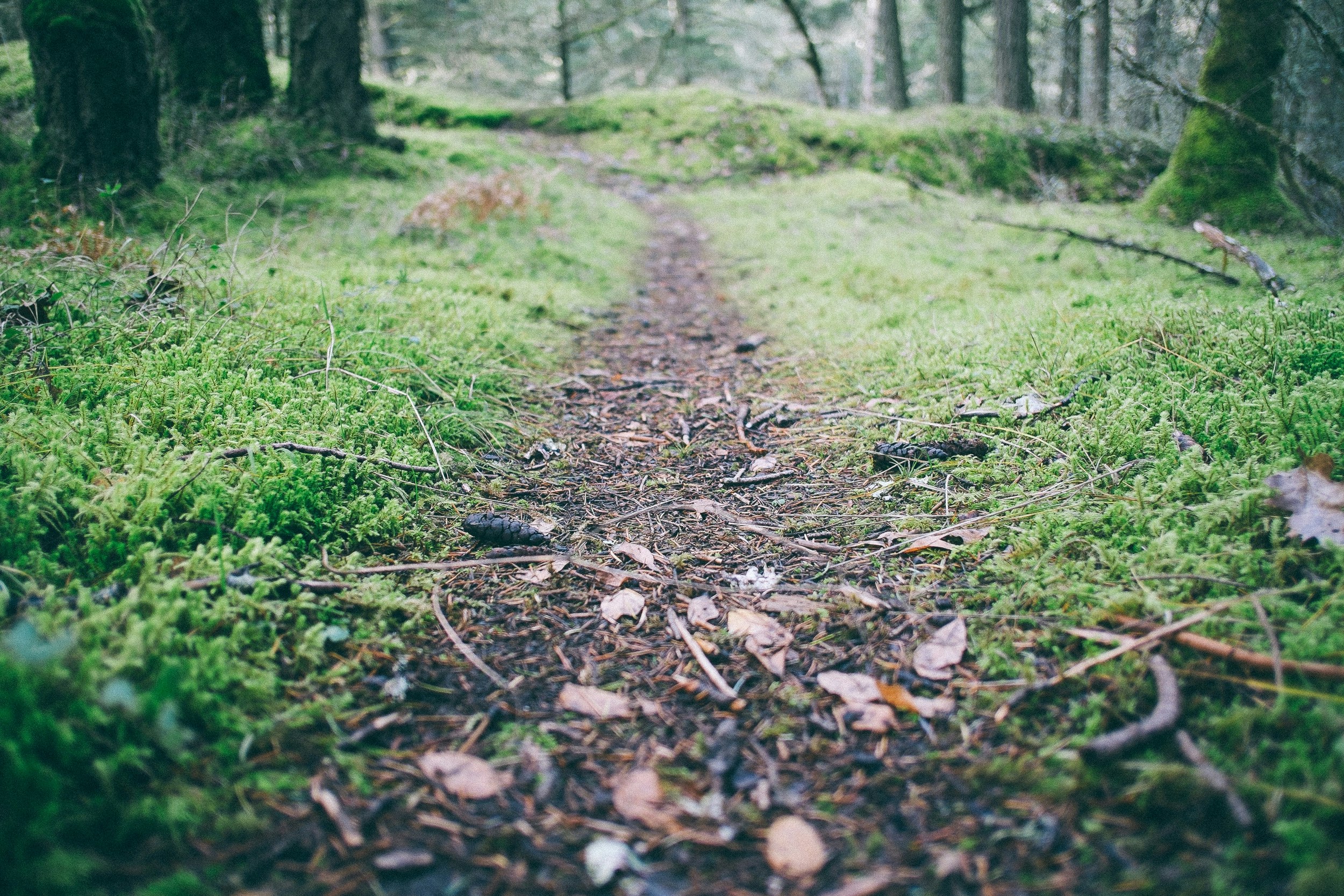 focus photography of forest trail during daytime